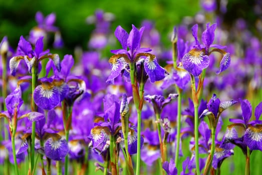 Beautiful purple irises blooming in spring time