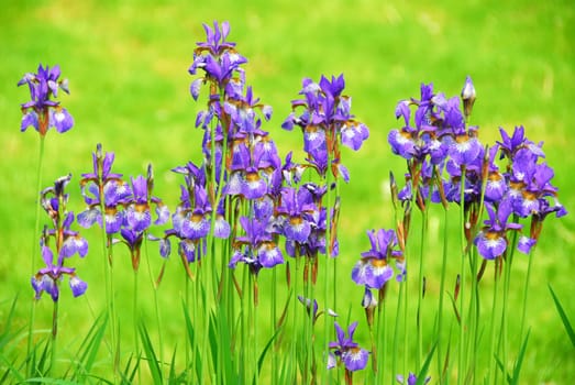 Beautiful purple irises blooming in spring time