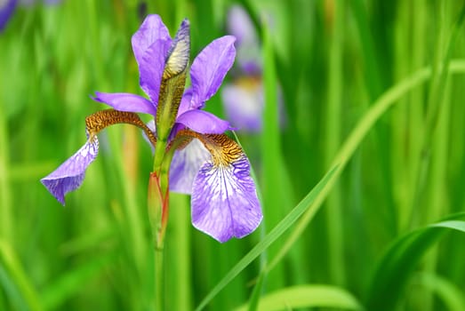 Beautiful purple irises blooming in spring time