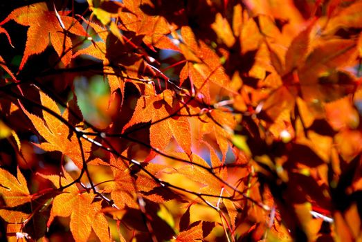Backlit leaves of japanese maple in the fall