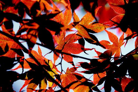 Backlit leaves of japanese maple in the fall