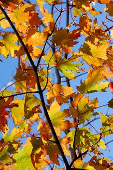 Backlit fall maple leaves with bright blue sky