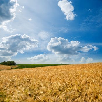 golden field under cloudy sky