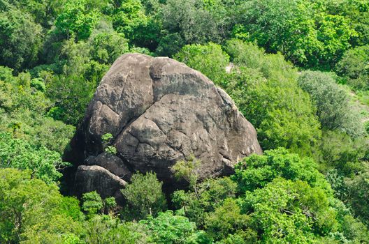 rock in the jungle in the form of elephant. Bird's-eye view.