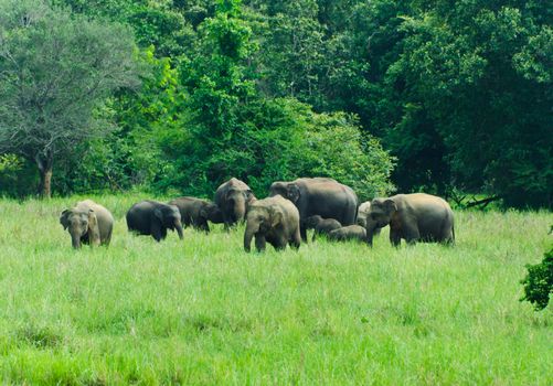 large family of wild Indian elephants in the nature of Sri Lanka.