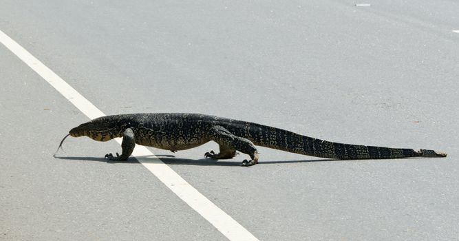 Large monitor lizard crosses the road ( Sri Lanka ).