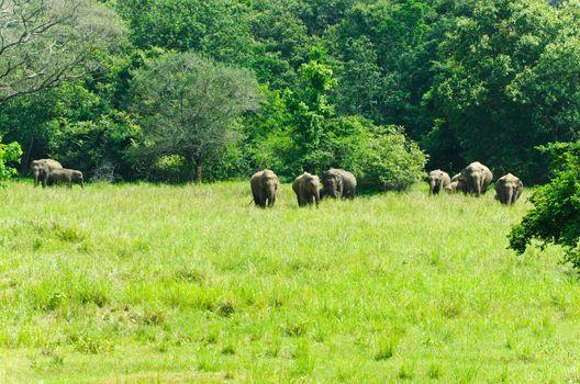 large family of wild Indian elephants in the nature of Sri Lanka.