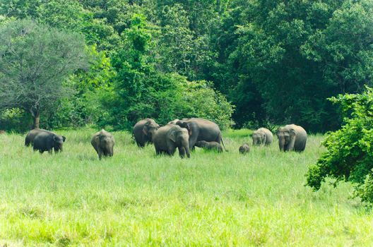 large family of wild Indian elephants in the nature of Sri Lanka.