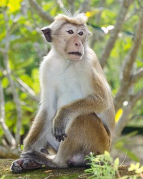 Ceylon  macaque or macaque Bonnet in nature