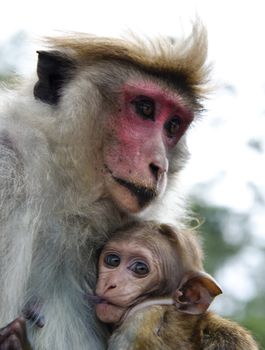 Ceylon  macaque or macaque Bonnet in nature