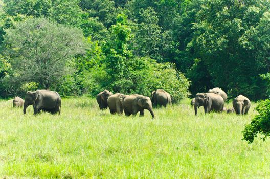 large family of wild Indian elephants in the nature of Sri Lanka.