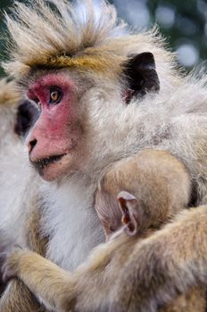 Ceylon  macaque or macaque Bonnet in nature