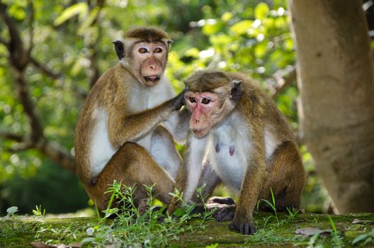 Ceylon  macaque or macaque Bonnet in nature