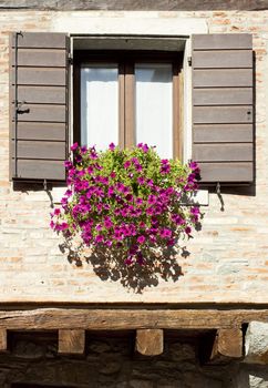 Pot of flowers on the window
