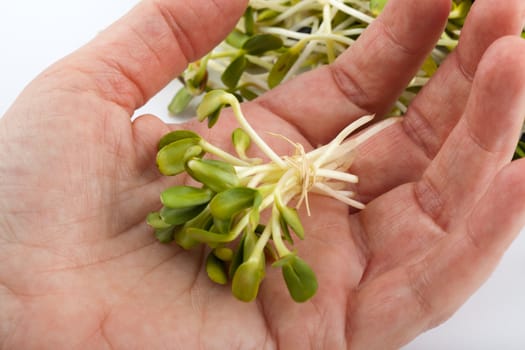 Fresh alfalfa sprouts isolated on white background