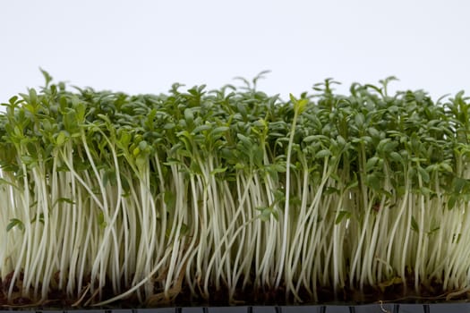 Cress seedlings isolated on white backgroun