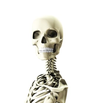 Close up image of a skeleton looking towards you.