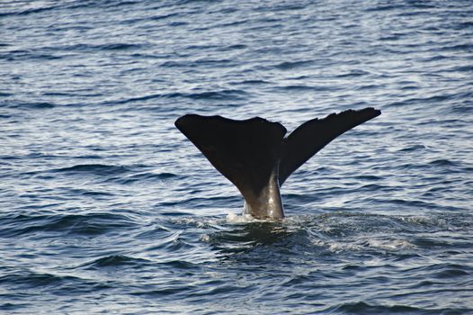 Sperm Whale at the Kaikoura Coast diving to hunt, New Zealand.