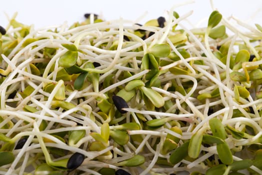 Fresh alfalfa sprouts isolated on white background