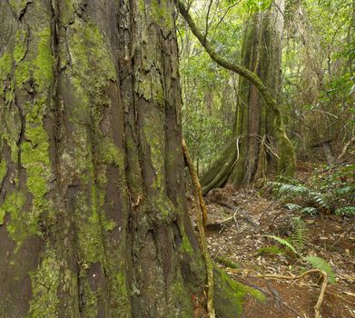 Tree and jungle surroundings in Kaitoke Regional Park, New Zealand