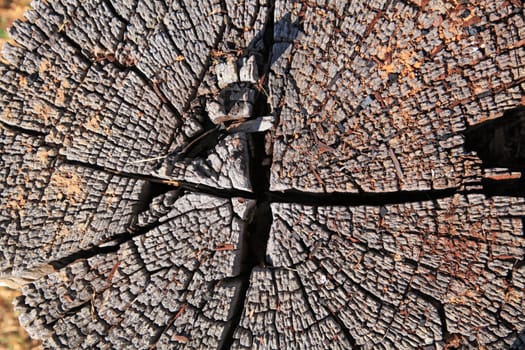 old circular wood cut texture