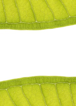 leaf frame with space for text on white background