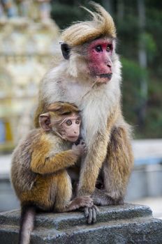 Ceylon  macaque or macaque Bonnet in nature