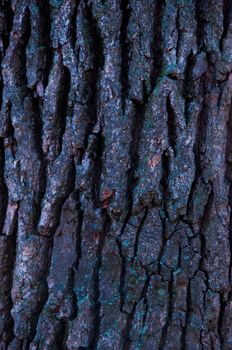 Bark of a old tree close up