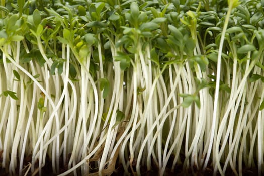 Cress seedlings isolated on white backgroun