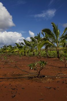 Plantation farm exploiting a red earth piece of land