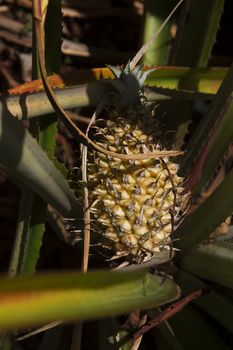 wild macgregor pineapple in dark under bush