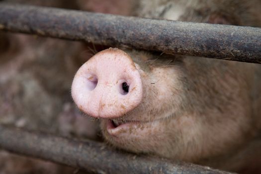 Cute pig's snout poking between metal bars.