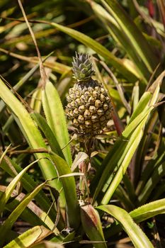 small pineapple growing the in wild