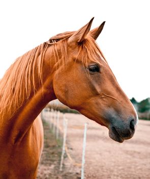 Side shot of a beautiful young warmblood horse. He is listening with his ears perked up. Beautiful chestnut color.