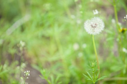 background of dandelion and flowers