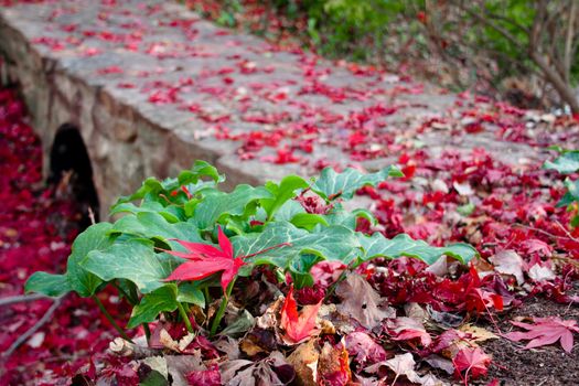 Fall scene with a bright red maple leaf resting on  a green plant with a stone foot bridge in the background.