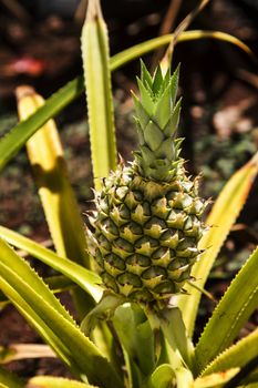 macgregor pineapple growing on a farm