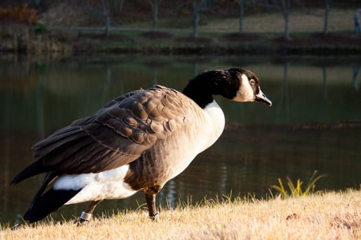 Pensive goose walking by a pond