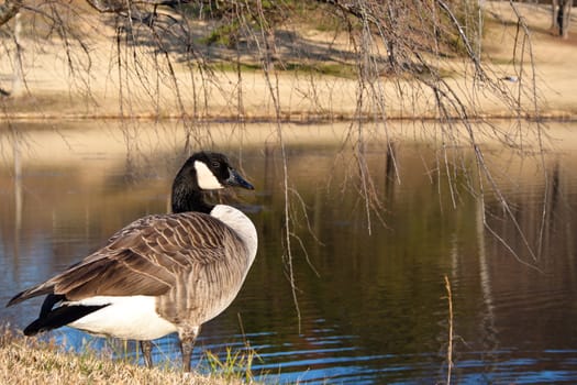 Pensive goose standing by a pond