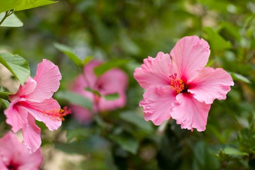 flowers of hibiscus