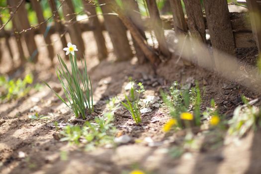 spring daffodil in the garden