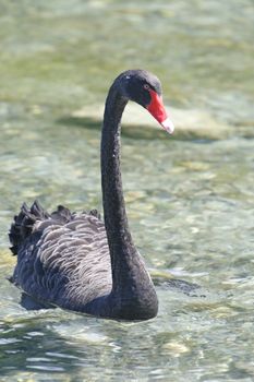 Black Swan, Lake Tarawera, New Zealand
