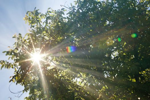 background of sunbeams and tree