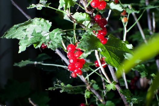 green bush of red currant