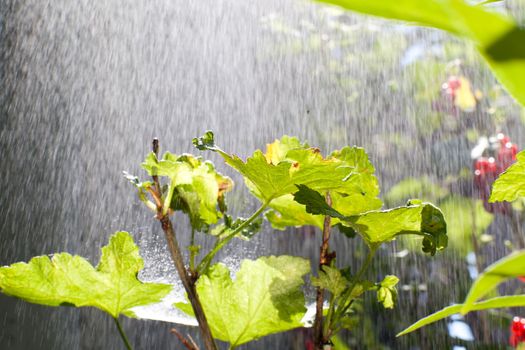 rain over the currant bush