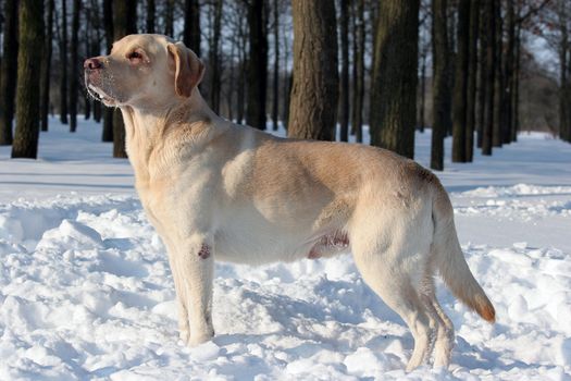 yellow labrador standing in the snow in winter