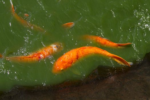 Koi fish in dark green water sticking their head out