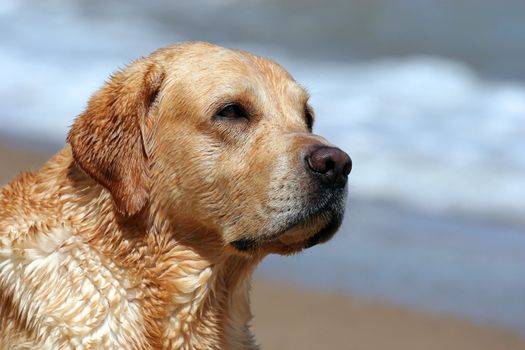 A yellow labrador laying in the beach (Black Sea). Portrait