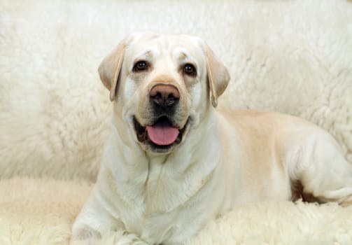 Yellow labrador on the sheep fell  portrait