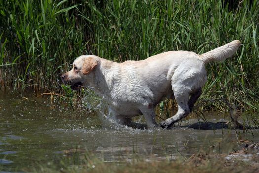 A yellow labrador running in the river in summer